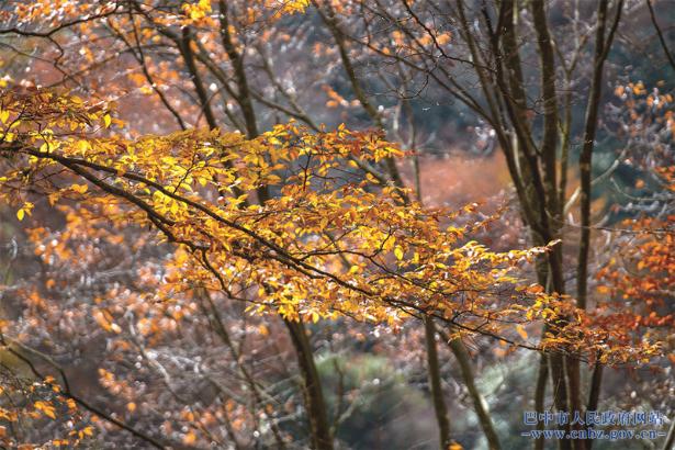 光霧山迎來(lái)一年中最美的模樣